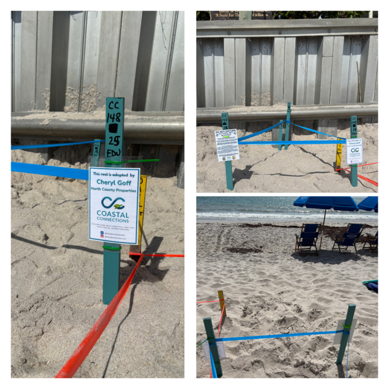 Photos of sea turtle nest adopted by Cheryl Goff of Vero Beach, Florida.